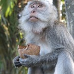 Macaque de la Monkey Forest