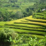 Rizières de Ubud